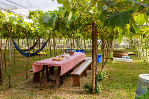 Degustação de vinhos em Bento Gonçalves.
