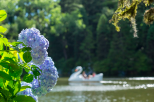 Primavera em Gramado. Foto: Rafael Cavalli.
